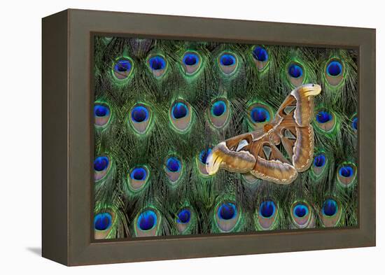 Atlas Giant Silk Moth on Peacock Tail Feather Design-Darrell Gulin-Framed Premier Image Canvas