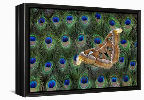 Atlas Giant Silk Moth on Peacock Tail Feather Design-Darrell Gulin-Framed Premier Image Canvas