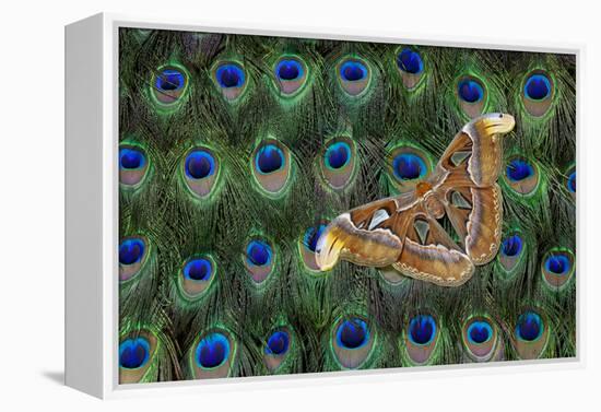 Atlas Giant Silk Moth on Peacock Tail Feather Design-Darrell Gulin-Framed Premier Image Canvas