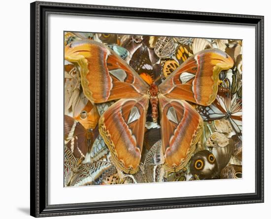 Atlas Moth Above Other Moths and Butterflies-Darrell Gulin-Framed Photographic Print