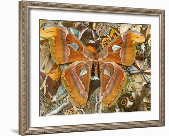 Atlas Moth Above Other Moths and Butterflies-Darrell Gulin-Framed Photographic Print