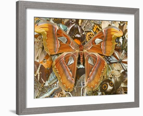 Atlas Moth Above Other Moths and Butterflies-Darrell Gulin-Framed Photographic Print