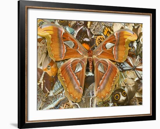 Atlas Moth Above Other Moths and Butterflies-Darrell Gulin-Framed Photographic Print