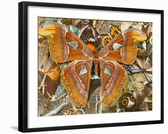 Atlas Moth Above Other Moths and Butterflies-Darrell Gulin-Framed Photographic Print