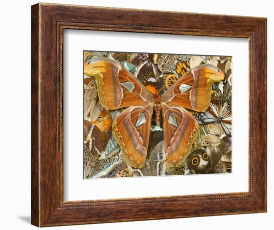 Atlas Moth Above Other Moths and Butterflies-Darrell Gulin-Framed Photographic Print