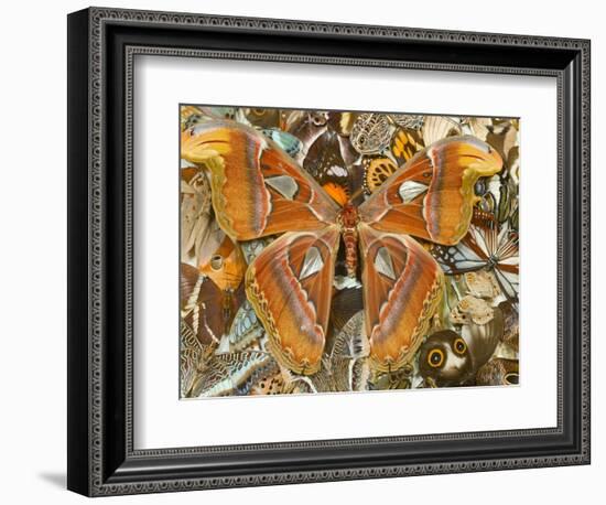 Atlas Moth Above Other Moths and Butterflies-Darrell Gulin-Framed Photographic Print