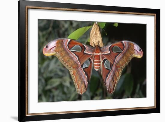 Atlas Moth, Native to Southeast Asia-John Barger-Framed Photographic Print