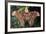 Atlas Moth, Native to Southeast Asia-John Barger-Framed Photographic Print