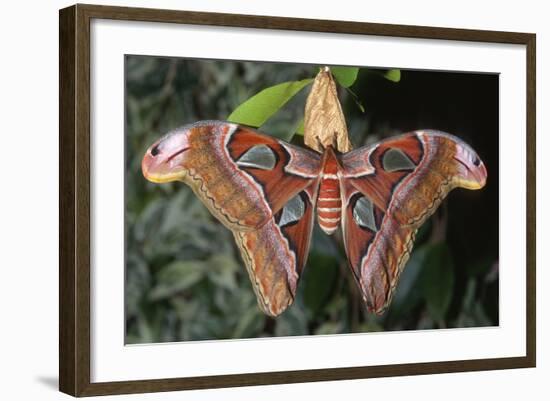 Atlas Moth, Native to Southeast Asia-John Barger-Framed Photographic Print