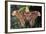 Atlas Moth, Native to Southeast Asia-John Barger-Framed Photographic Print