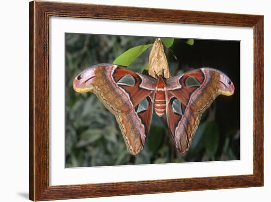 Atlas Moth, Native to Southeast Asia-John Barger-Framed Photographic Print