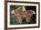 Atlas Moth, Native to Southeast Asia-John Barger-Framed Photographic Print