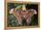 Atlas Moth, Native to Southeast Asia-John Barger-Framed Premier Image Canvas