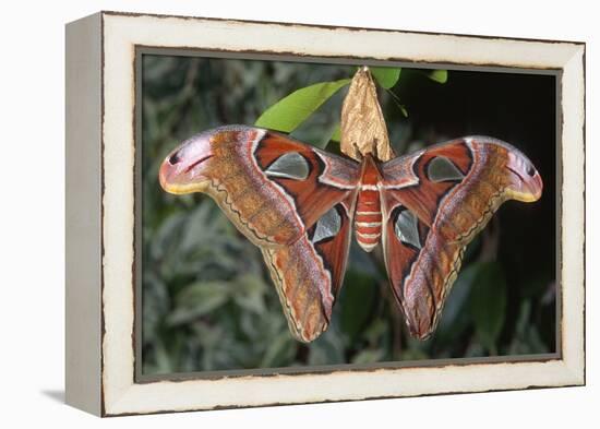 Atlas Moth, Native to Southeast Asia-John Barger-Framed Premier Image Canvas