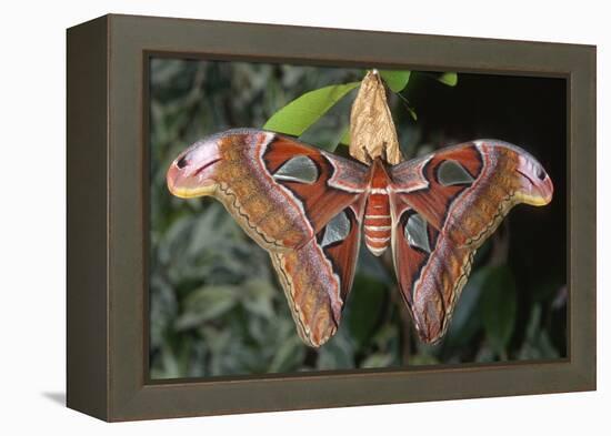 Atlas Moth, Native to Southeast Asia-John Barger-Framed Premier Image Canvas