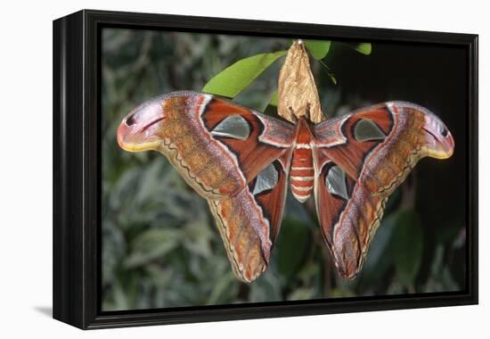 Atlas Moth, Native to Southeast Asia-John Barger-Framed Premier Image Canvas