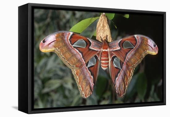 Atlas Moth, Native to Southeast Asia-John Barger-Framed Premier Image Canvas