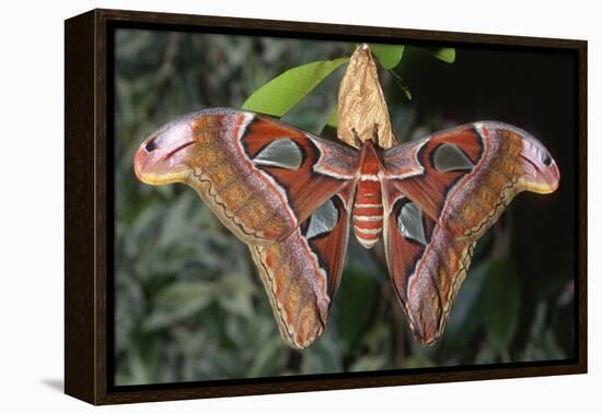 Atlas Moth, Native to Southeast Asia-John Barger-Framed Premier Image Canvas