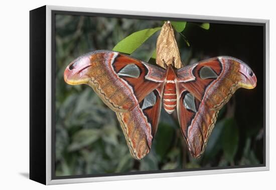 Atlas Moth, Native to Southeast Asia-John Barger-Framed Premier Image Canvas