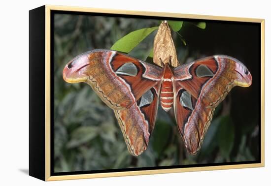 Atlas Moth, Native to Southeast Asia-John Barger-Framed Premier Image Canvas