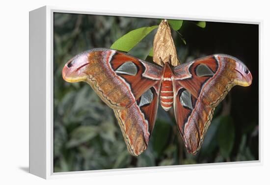 Atlas Moth, Native to Southeast Asia-John Barger-Framed Premier Image Canvas