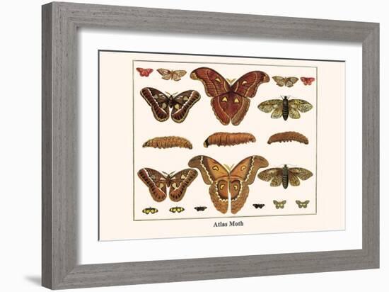 Atlas Moth-Albertus Seba-Framed Art Print