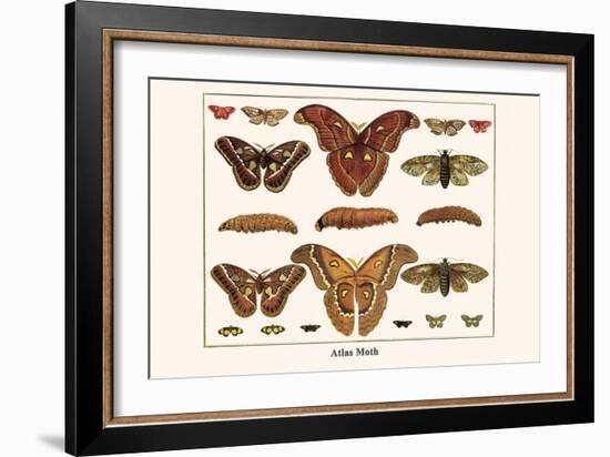 Atlas Moth-Albertus Seba-Framed Art Print