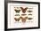 Atlas Moth-Albertus Seba-Framed Art Print