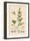 'Atriplex deltoidea. Triangular-leaved Orache', 19th Century-Unknown-Framed Giclee Print