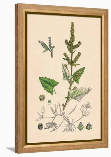 'Atriplex deltoidea. Triangular-leaved Orache', 19th Century-Unknown-Framed Premier Image Canvas