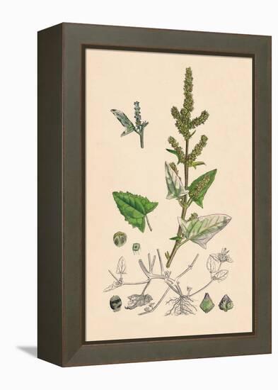 'Atriplex deltoidea. Triangular-leaved Orache', 19th Century-Unknown-Framed Premier Image Canvas