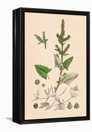 'Atriplex deltoidea. Triangular-leaved Orache', 19th Century-Unknown-Framed Premier Image Canvas