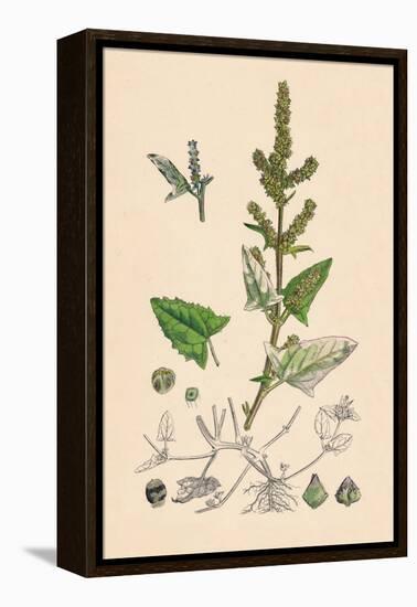 'Atriplex deltoidea. Triangular-leaved Orache', 19th Century-Unknown-Framed Premier Image Canvas