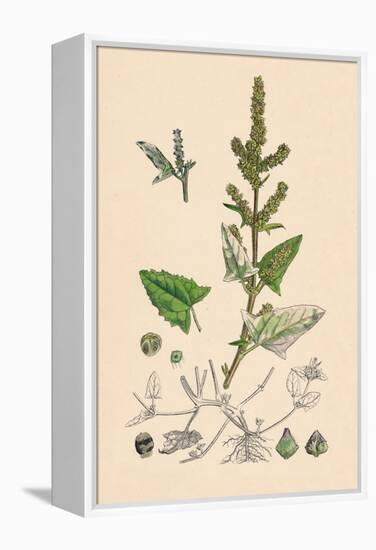 'Atriplex deltoidea. Triangular-leaved Orache', 19th Century-Unknown-Framed Premier Image Canvas