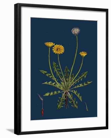 Atriplex Littoralis, Var. Marina; Grass-Leaved Sea Orache, Var. B-null-Framed Giclee Print
