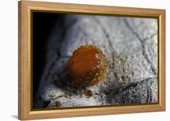 Atrophaneura Polyeuctes (Common Windmill) - Egg-Paul Starosta-Framed Premier Image Canvas