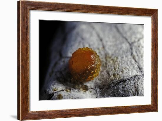 Atrophaneura Polyeuctes (Common Windmill) - Egg-Paul Starosta-Framed Photographic Print