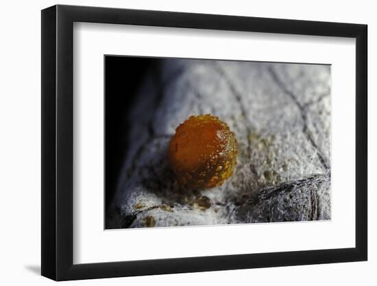 Atrophaneura Polyeuctes (Common Windmill) - Egg-Paul Starosta-Framed Photographic Print