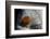 Atrophaneura Polyeuctes (Common Windmill) - Egg-Paul Starosta-Framed Photographic Print