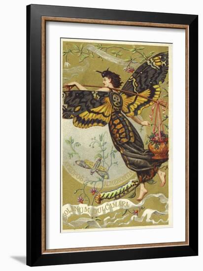 Atropos Acherontia, Solanum Dulcamara, Eau Des Carmes Boyer Perfume Victorian Trade Card-null-Framed Giclee Print