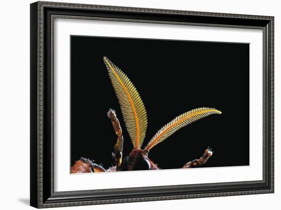 Attacus Atlas (Atlas Moth) - Antennae-Paul Starosta-Framed Photographic Print
