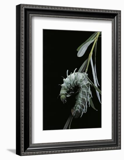 Attacus Atlas (Atlas Moth) - Caterpillar with Fleshy Spines-Paul Starosta-Framed Photographic Print