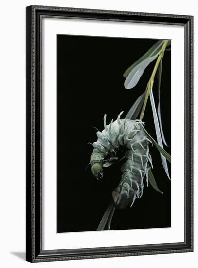 Attacus Atlas (Atlas Moth) - Caterpillar with Fleshy Spines-Paul Starosta-Framed Photographic Print