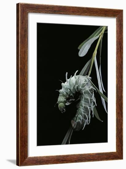 Attacus Atlas (Atlas Moth) - Caterpillar with Fleshy Spines-Paul Starosta-Framed Photographic Print