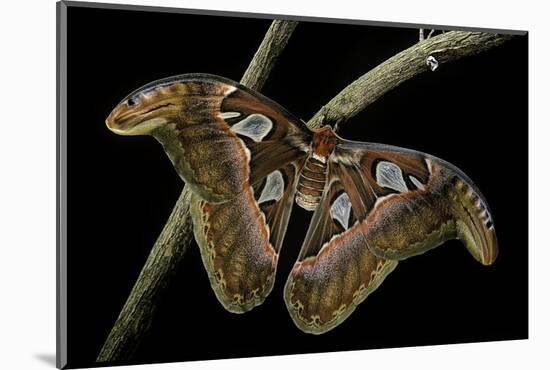 Attacus Atlas (Atlas Moth) - Female-Paul Starosta-Mounted Photographic Print