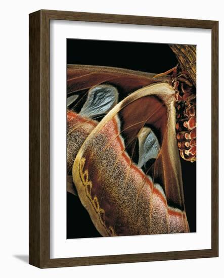 Attacus Atlas (Atlas Moth) - Wings Detail-Paul Starosta-Framed Photographic Print
