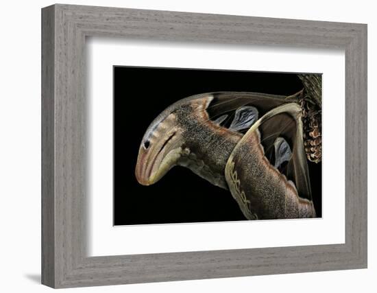 Attacus Atlas (Atlas Moth) - Wings Detail-Paul Starosta-Framed Photographic Print