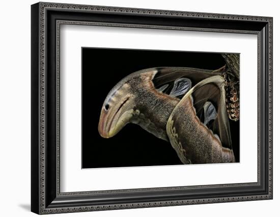 Attacus Atlas (Atlas Moth) - Wings Detail-Paul Starosta-Framed Photographic Print