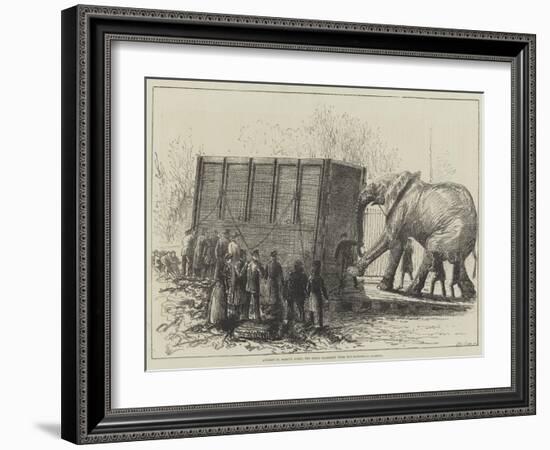 Attempt to Remove Jumbo, the Great Elephant, from the Zoological Gardens-null-Framed Giclee Print