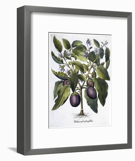 Aubergine, 1613-Unknown-Framed Giclee Print